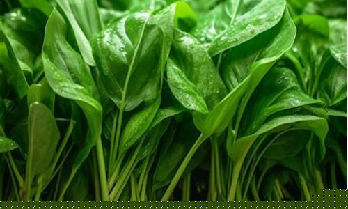 菠菜排名网(菠菜排名前十位)