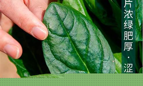 菠菜优惠担保(菠菜贷款)